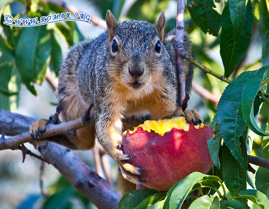 peach squirrel 2238