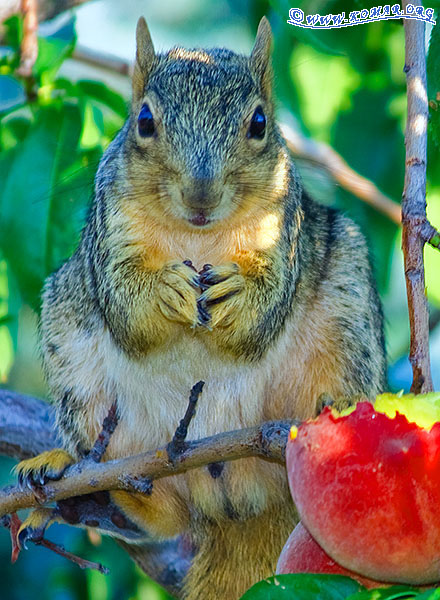 peach squirrel 2253