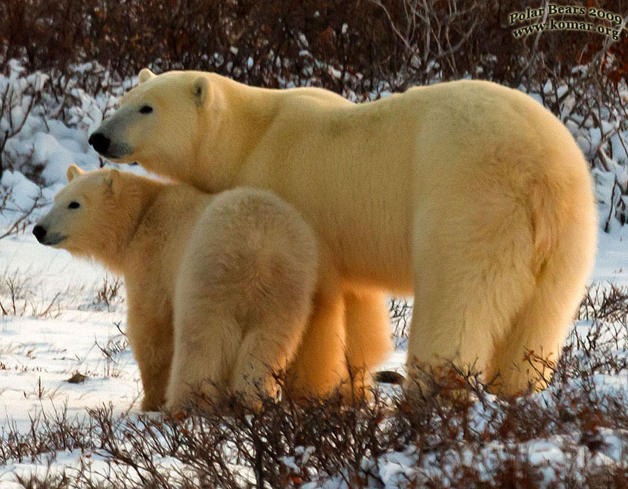 polar bear mom cub