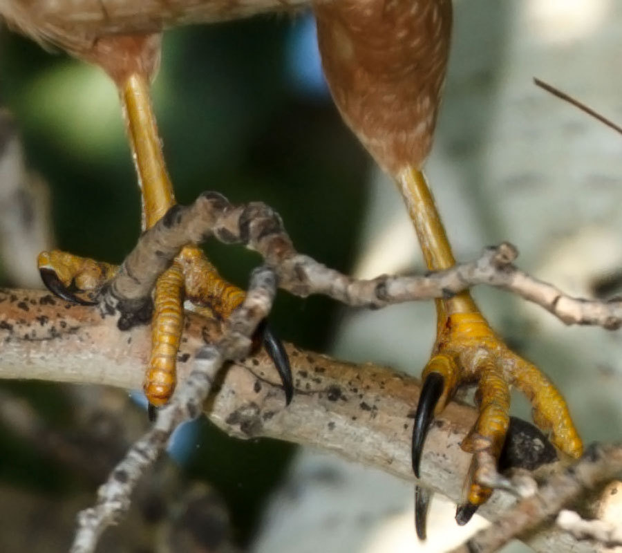 coopers hawk adult takes flight closeup