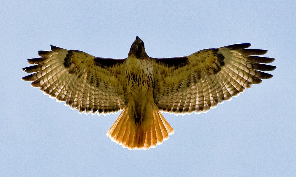 hawk tail