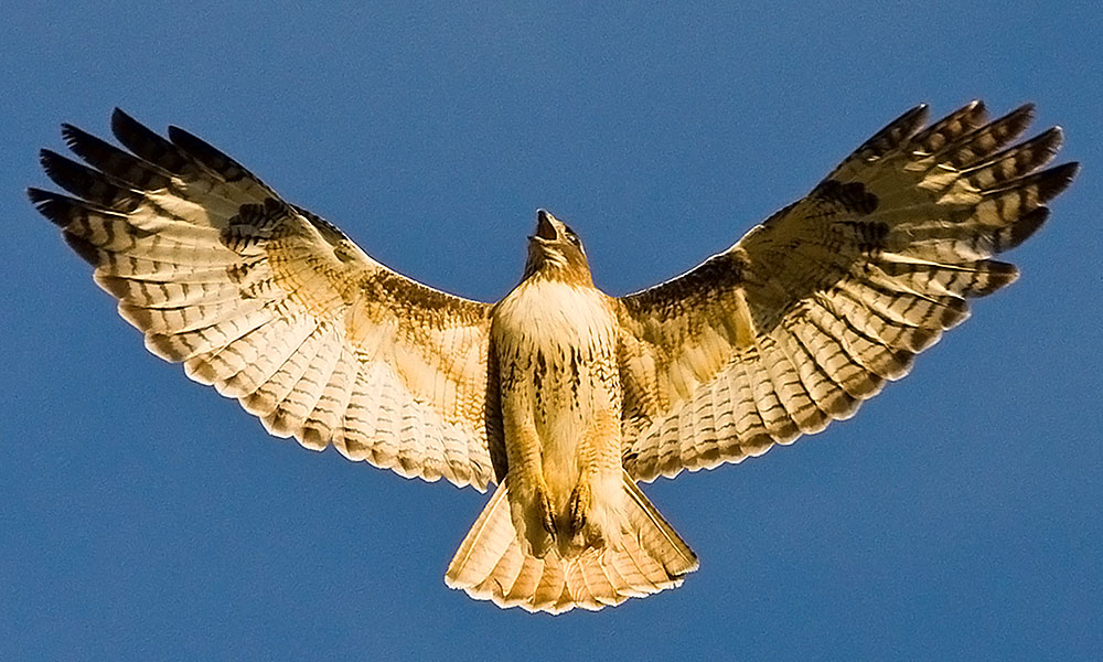 red tailed hawk wings