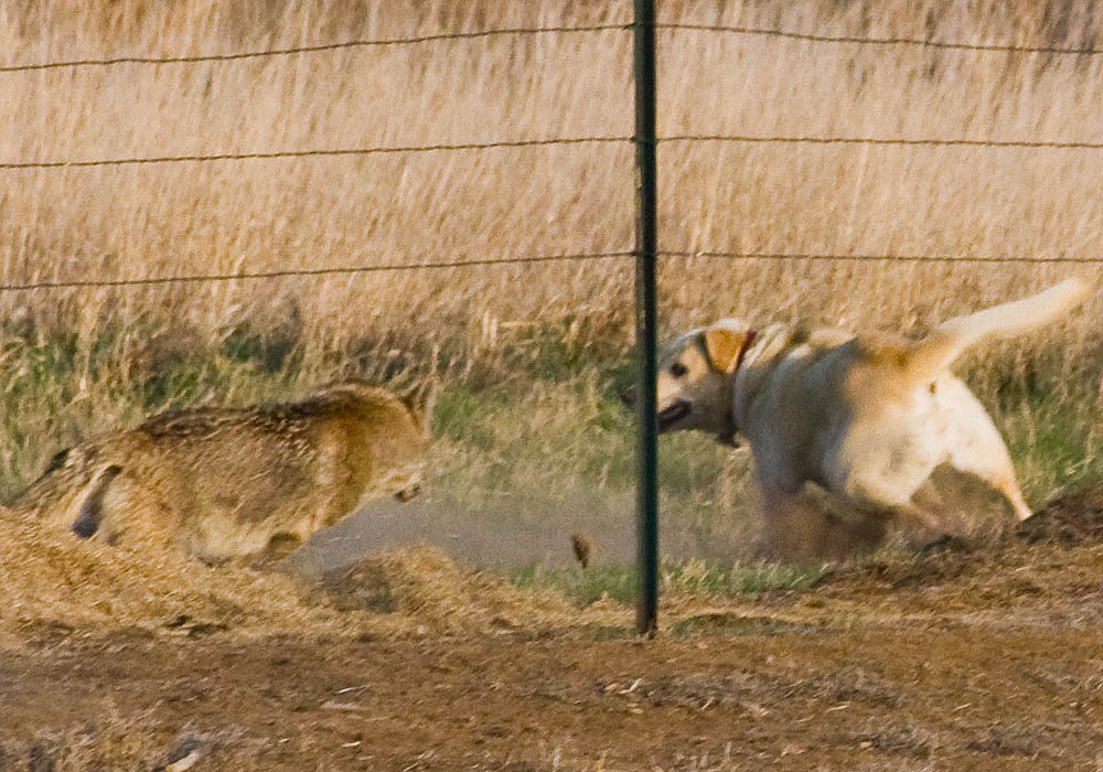 Farm Dog versus Wile E. Coyote