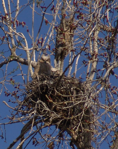great horned owl nest 2005 wide