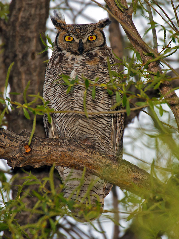 great horned owls April 27th e