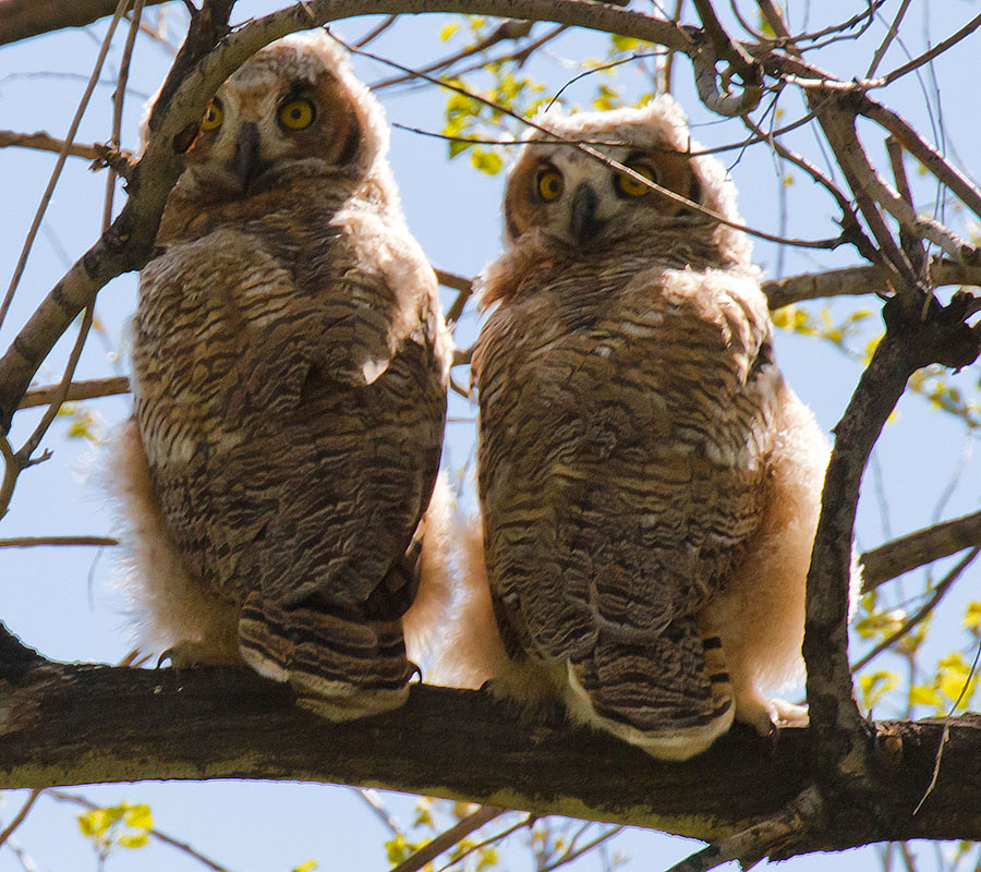 great horned owls May 19 b