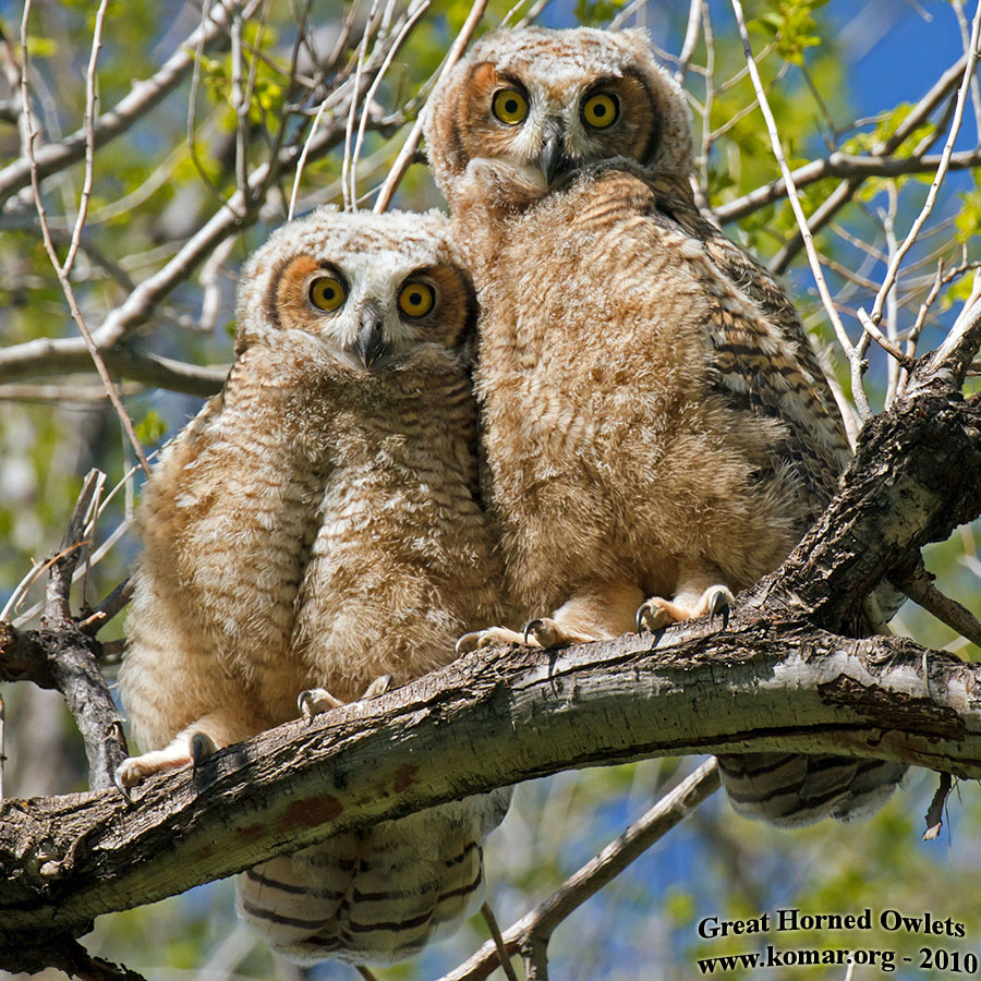 great horned owls May 19 f
