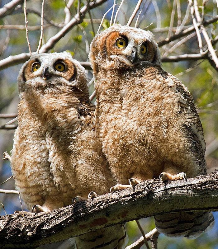 great horned owls may 19th c2