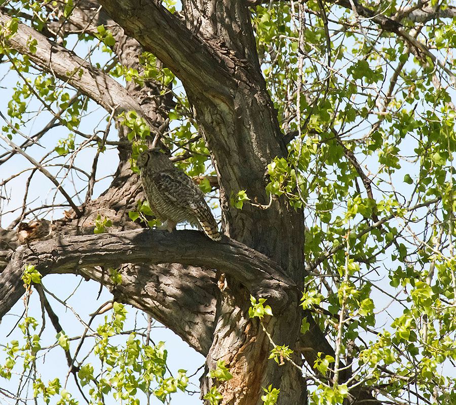 great horned owls May 19 n