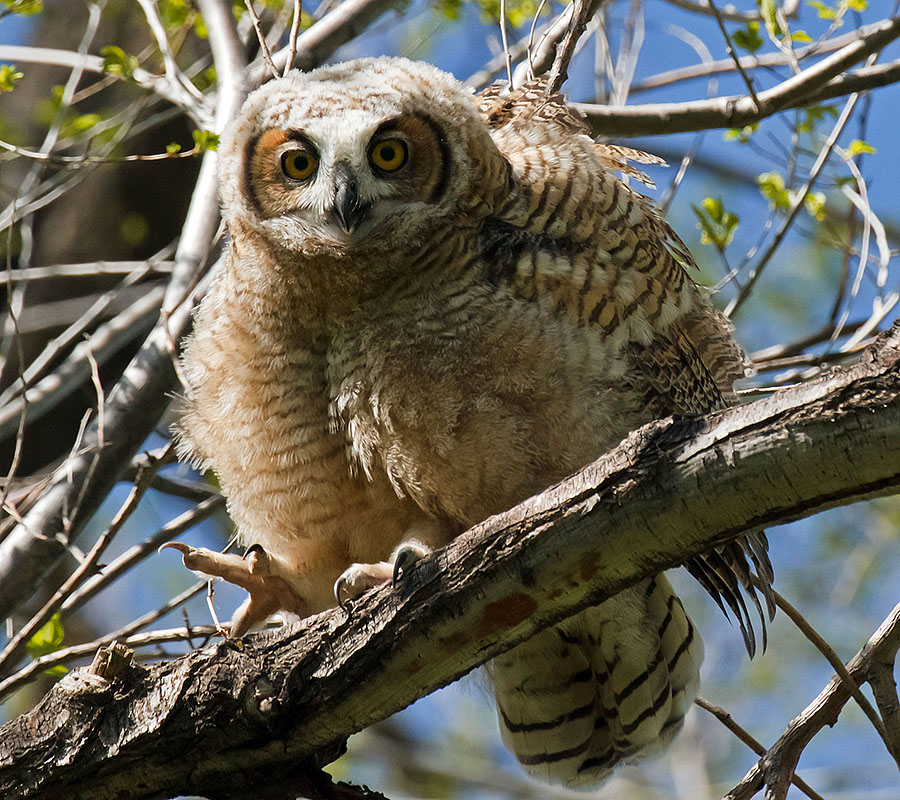 great horned owls May 19 p
