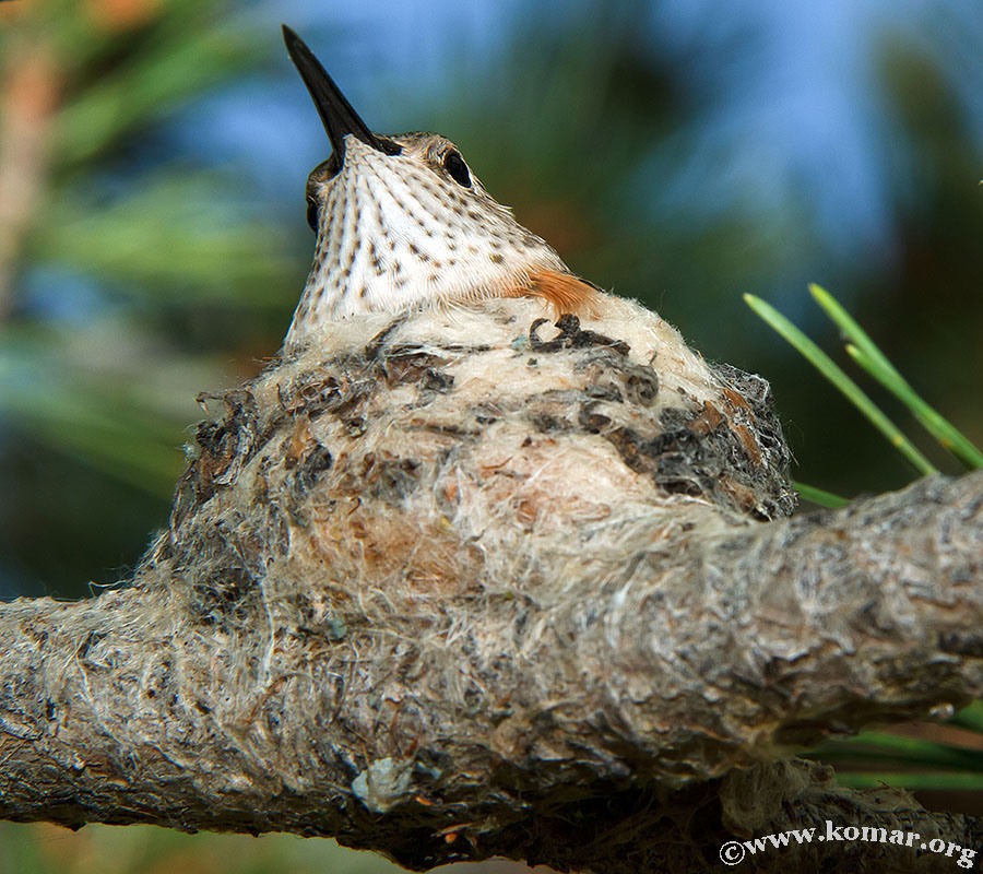 hummingbird nest 0623e