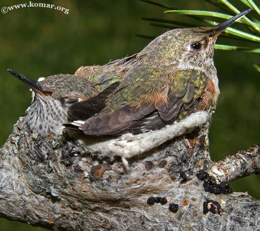 hummingbird nest 0722e