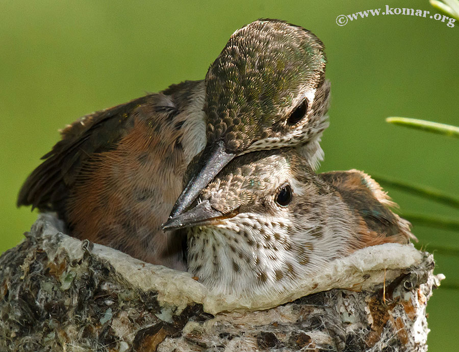 baby Hummingingbirds siblings 1