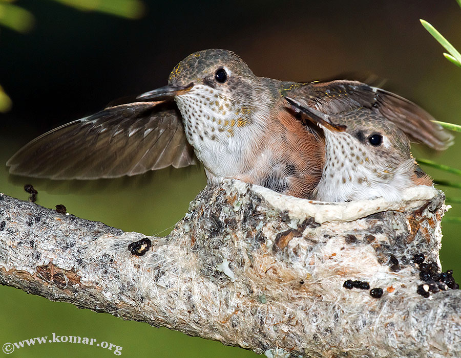 hummingbird baby spreads wing in nest