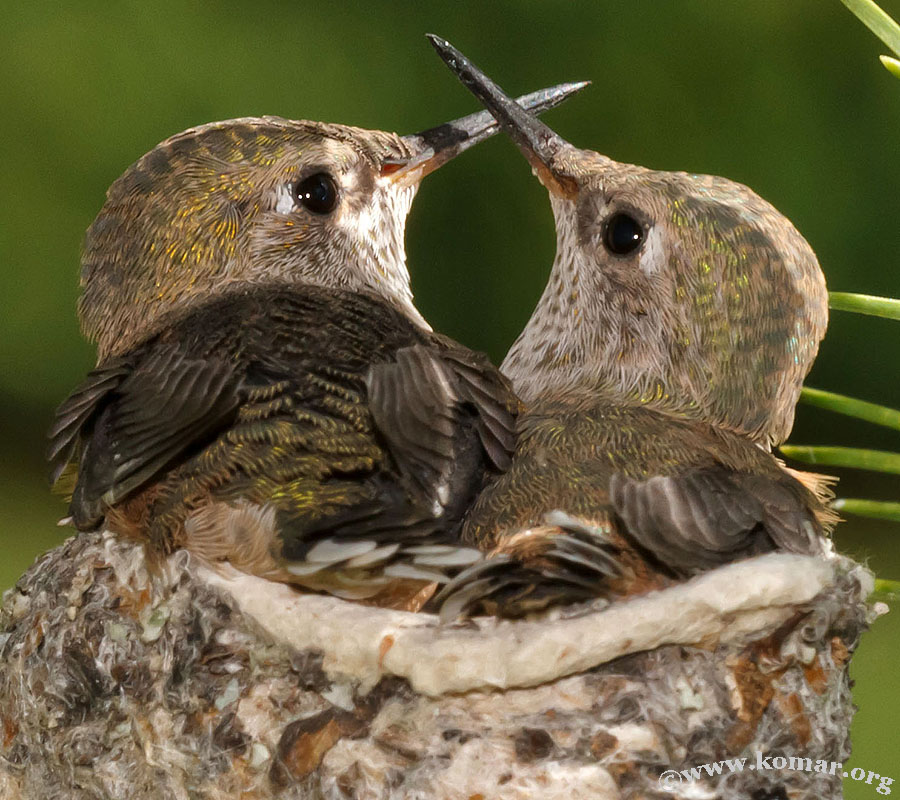 baby Hummingingbirds siblings 2
