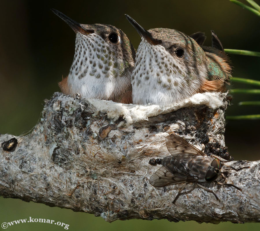 hummingbird nest 0624a
