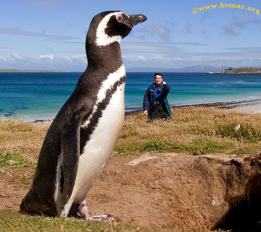 falklands carcass island giant penguins