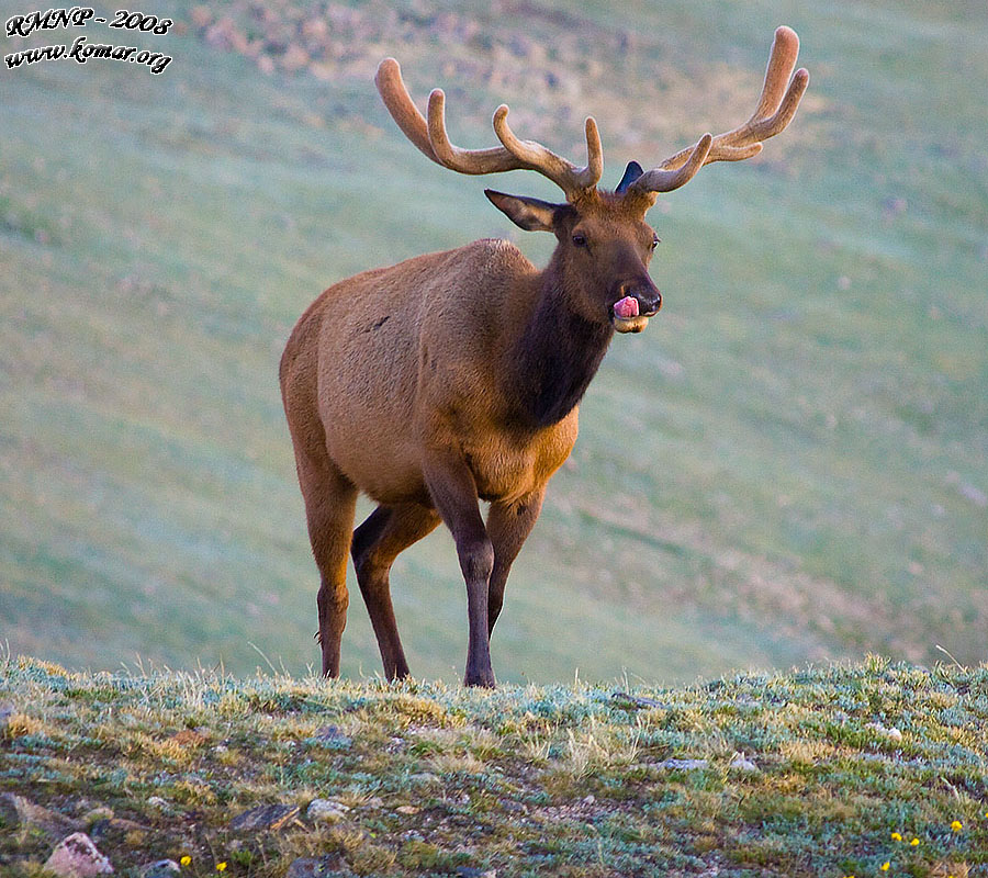 Elk Tongue