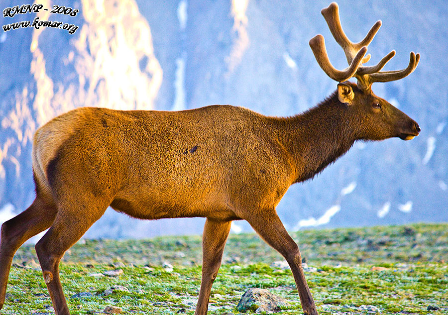 Elk In Mountains