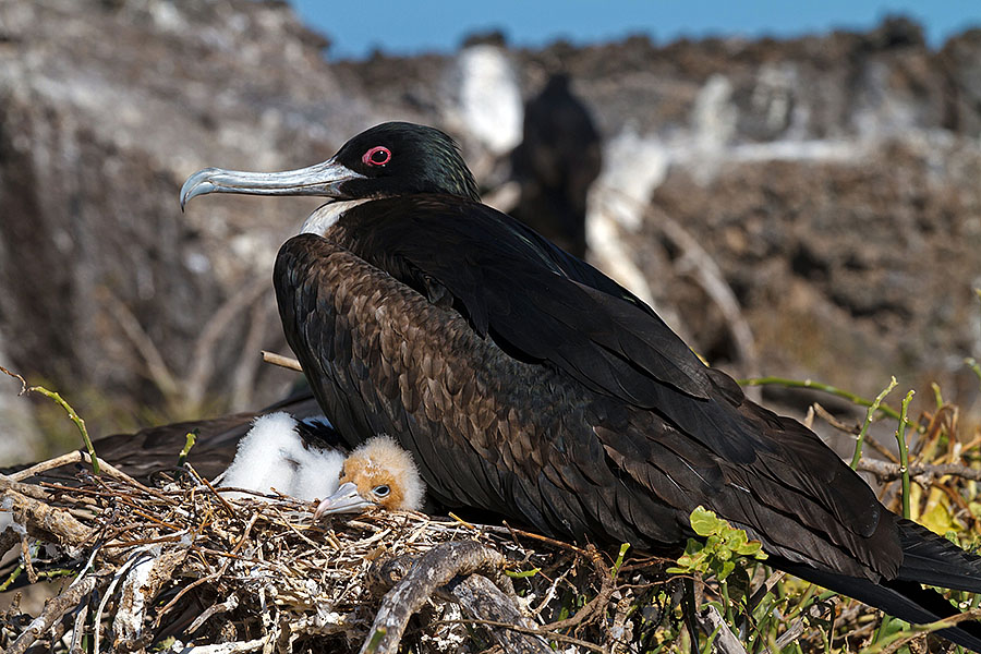 galapagos islands great frigatebird nest