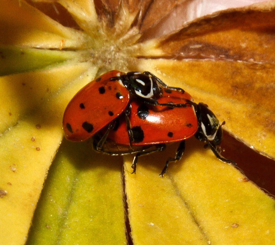 ladybugs humping 1
