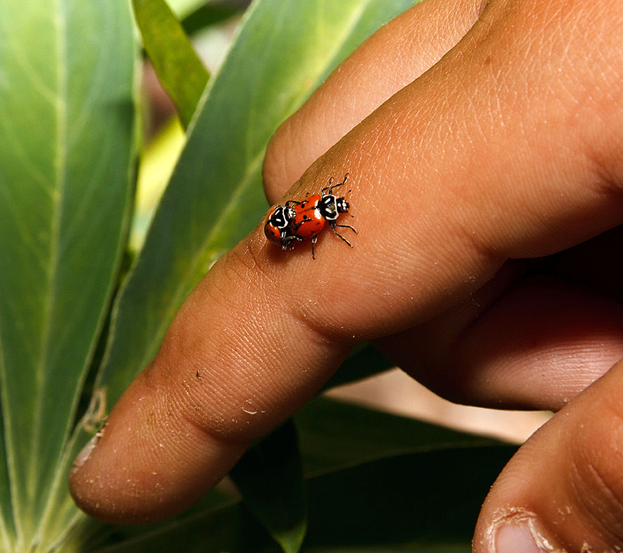 ladybugs humping closeup 1