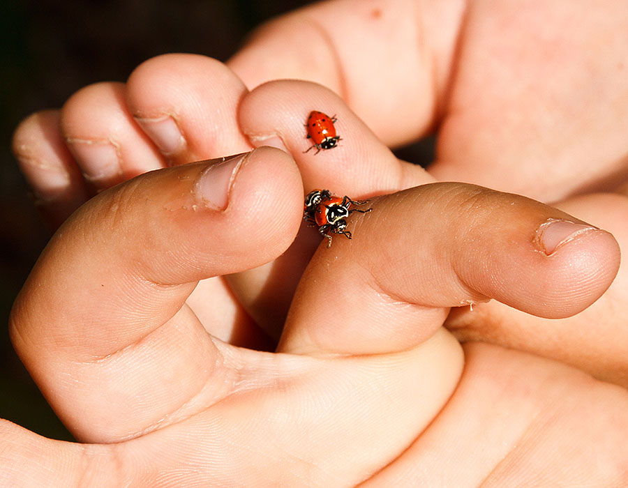ladybugs humping 4