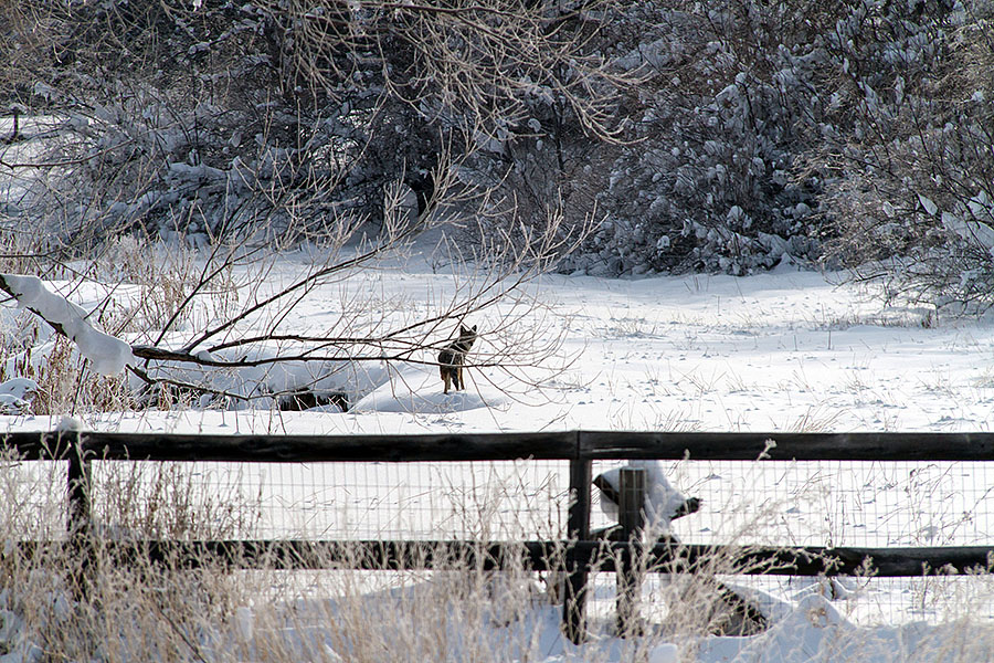 robins in colorado snow 6