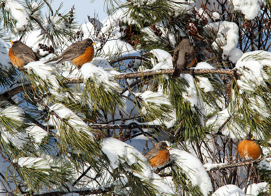 robins in colorado snow 3
