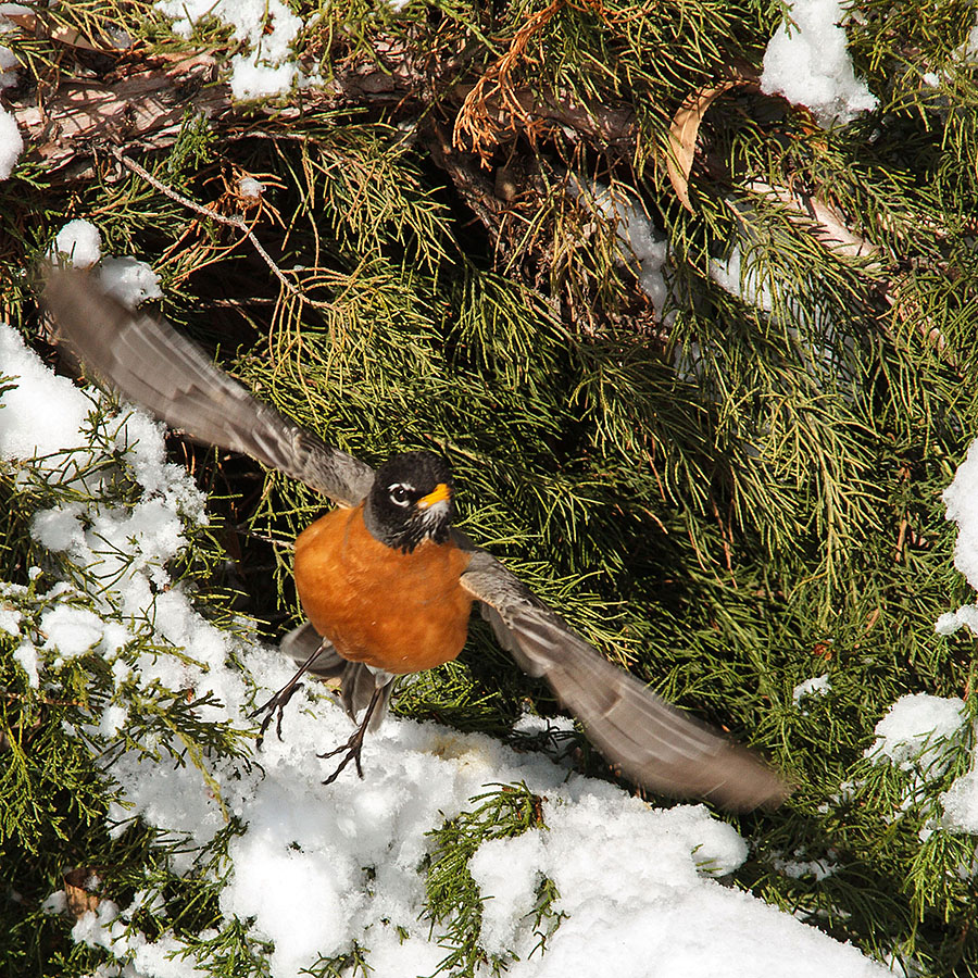 robin in colorado snow flying