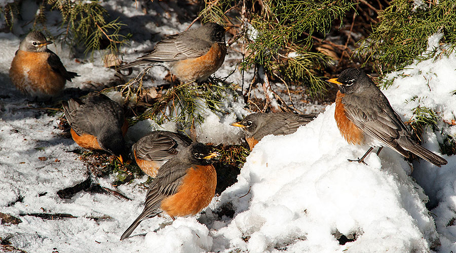 robins in colorado snow 5