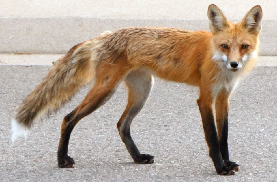 fox checks out garage door tele