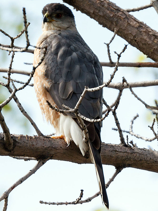 Colorado Cooper's Hawk - WOW!