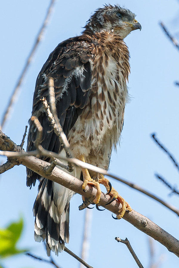 Colorado Cooper's Hawk - WOW!