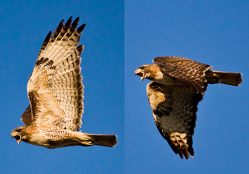 red tailed hawk wingspan