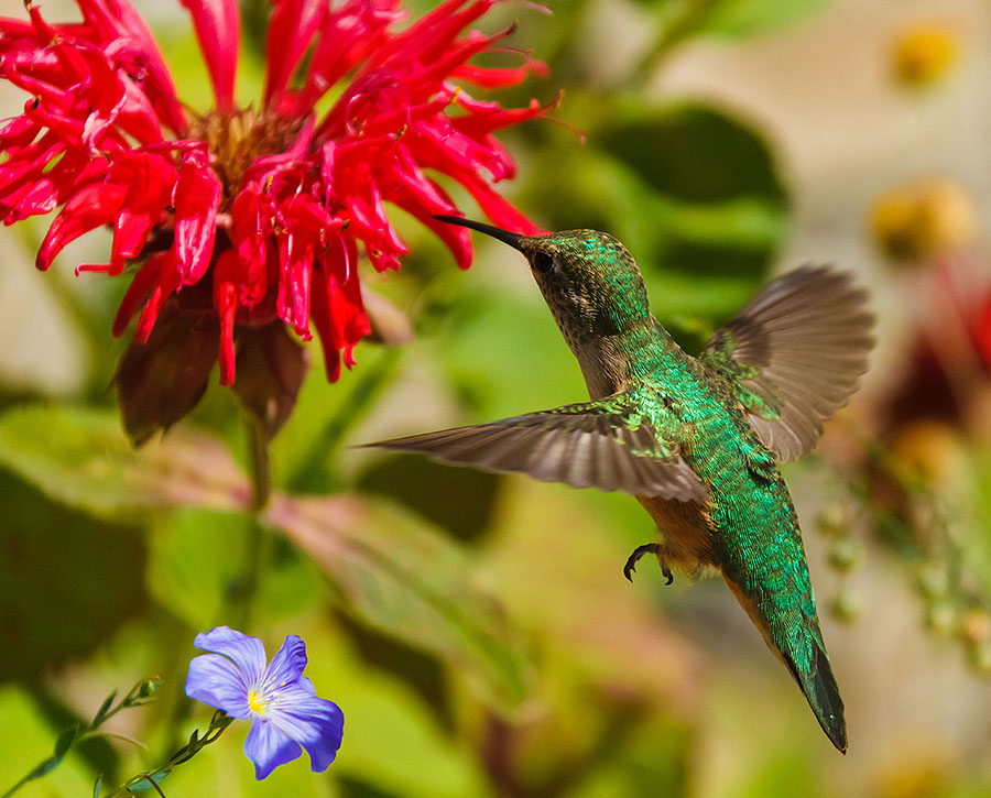 Colorado Hummingbird Moth