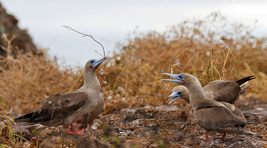 Galapagos Islands - Fun Cruise!!!