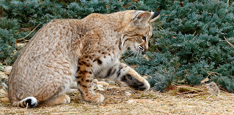 Bobcat in my yard a0