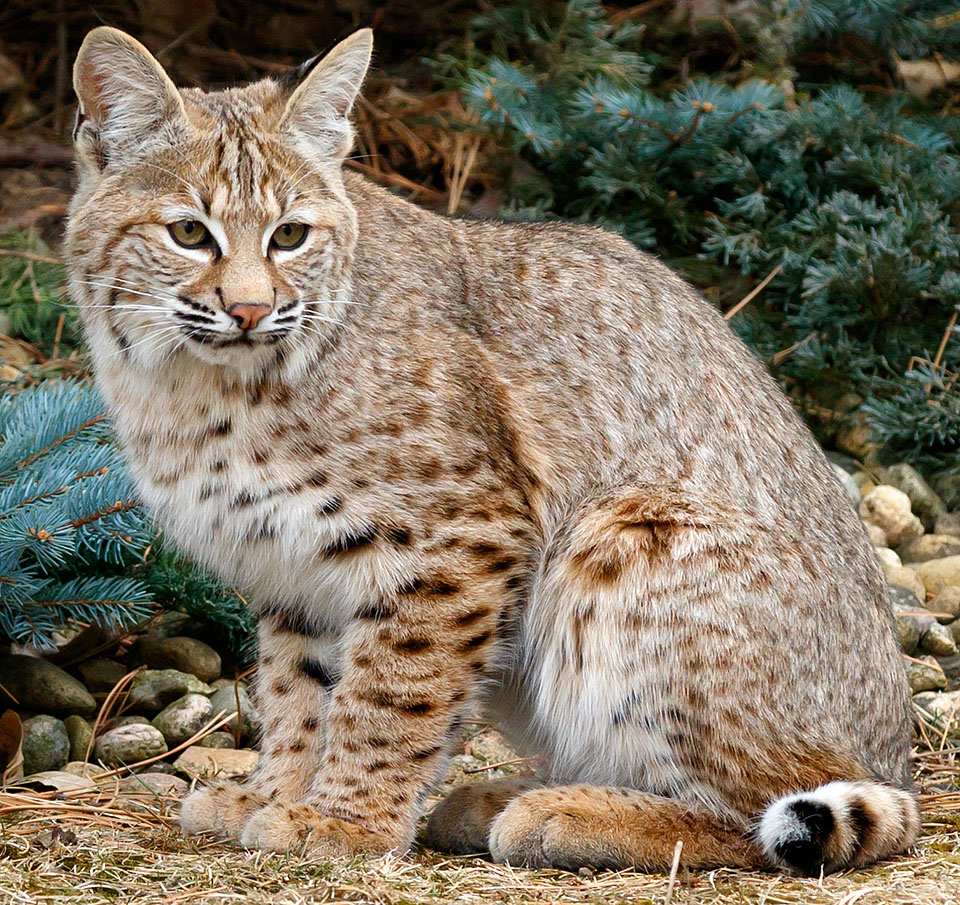 Bobcat in my yard a1