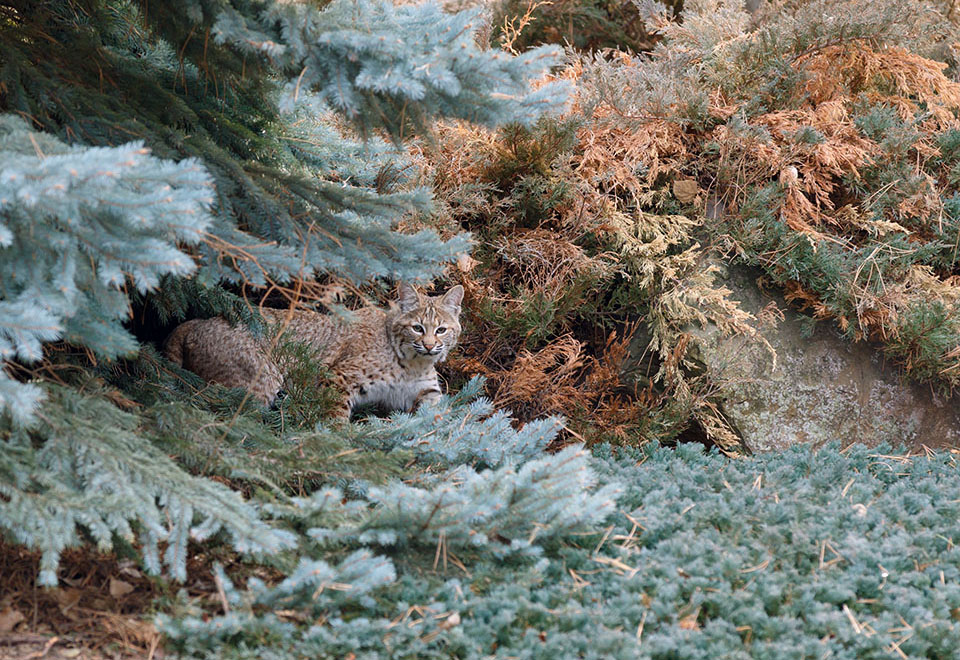 Bobcat in the tree