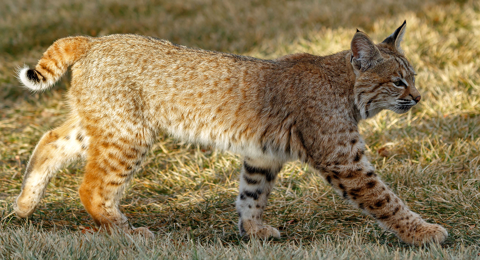 Bobcat in my yard a2