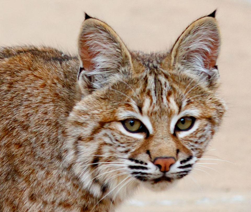 Bobcat in my yard a3