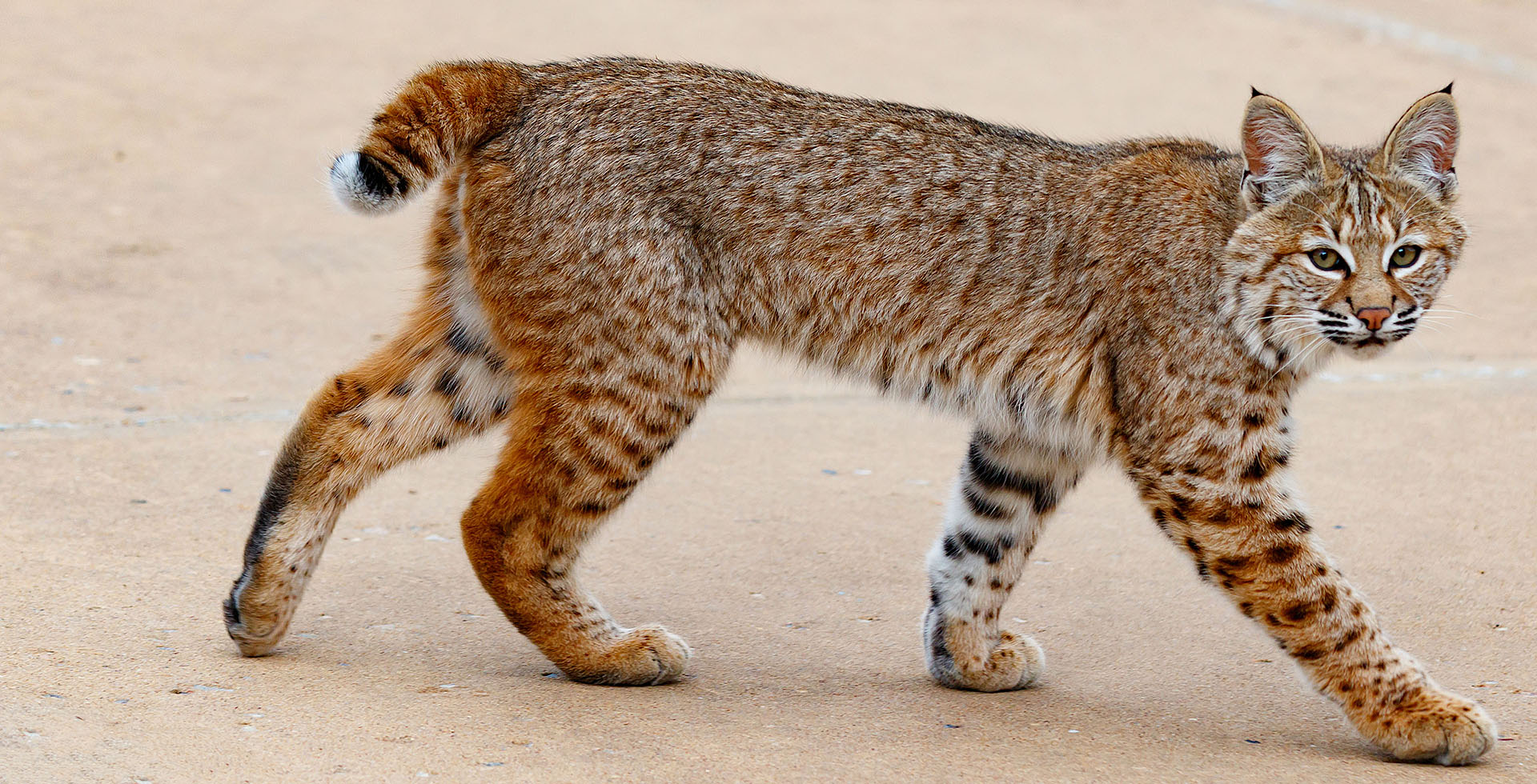 BobCat sequence 3